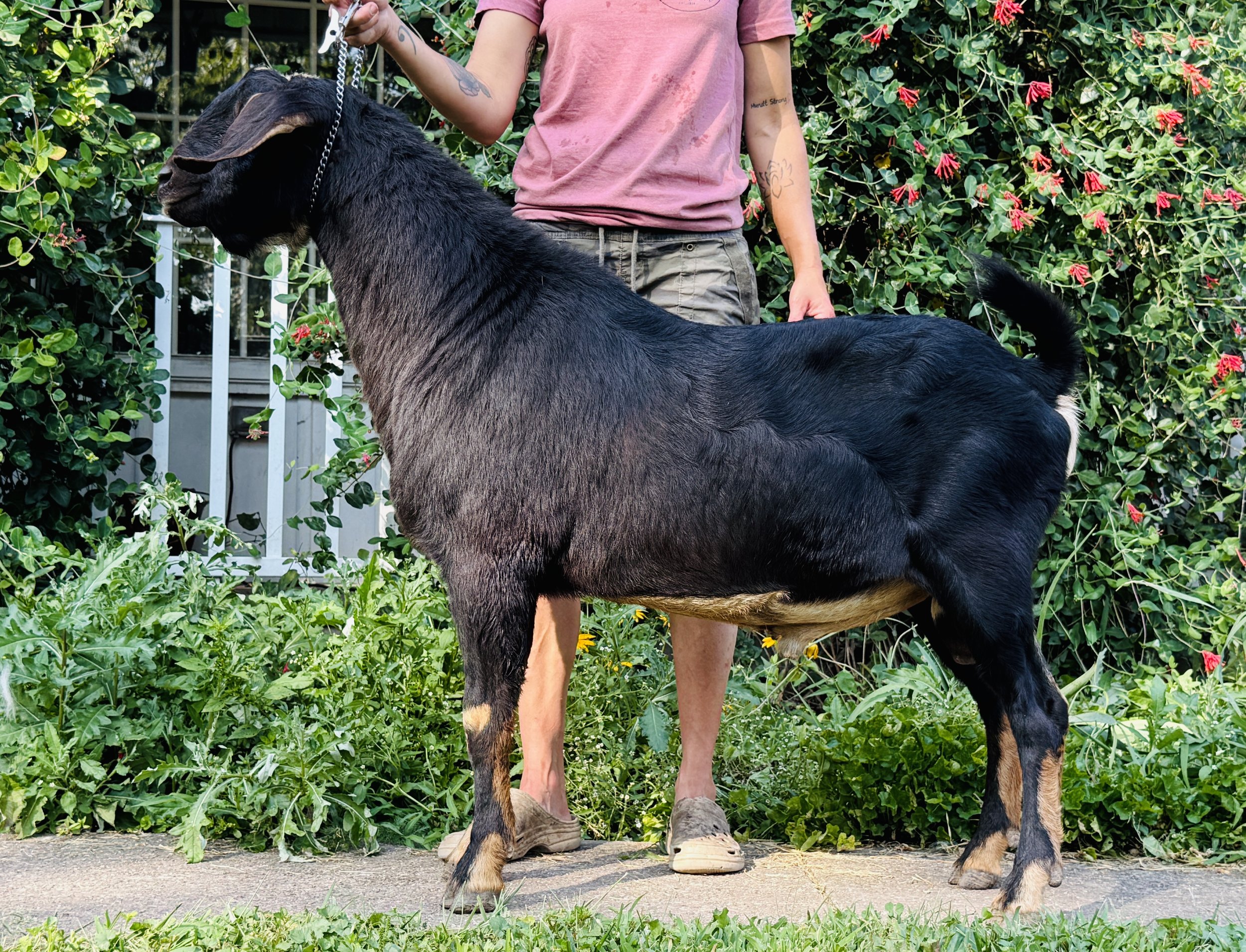 Sailor — Frogtown Cedars Farm, LLC
